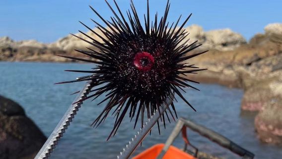 廣東汕頭南澳島青澳灣趕海體驗【提供全套趕海工具+專業教練帶隊+收穫歸顧客所有】