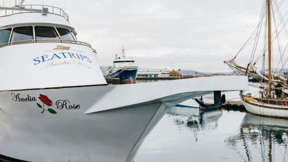 Reykjavík: Crociera di Lusso per l'Avvistamento delle Balene in Yacht
