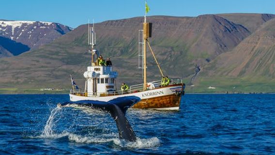 AkureyriExperiences