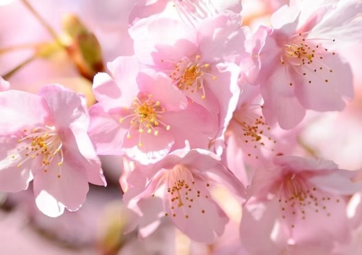 東京+伊豆+河津櫻花+伊豆水果公園+修善寺一日遊【伊豆定制遊