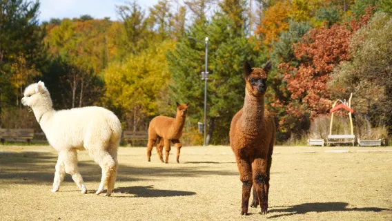 남이섬 & 알파카 농장 일일 투어(서울 출발, 중국어 및 영어 가이드)