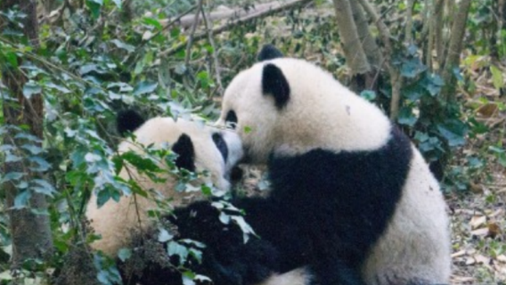 Chengdu Panda Base + Sanxingdui 1-day tour [includes private charter + admission ticket + 1V1 private tour guide service]