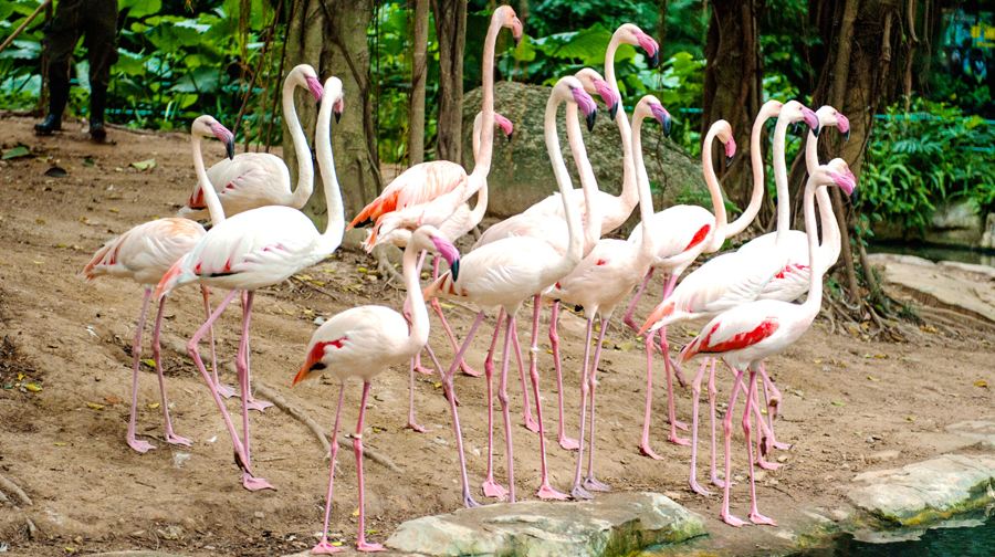 廣州長隆國際大馬戲 長隆野生動物世界私人團一日游