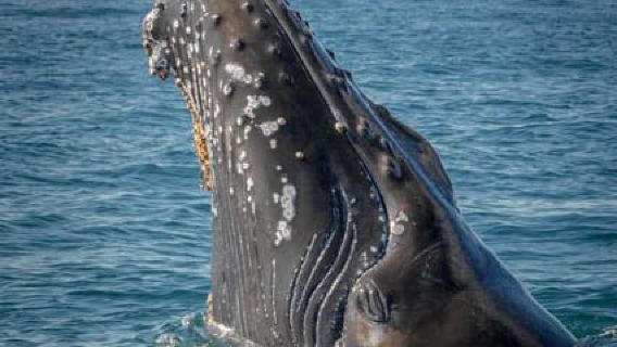 Lyngen: Whale Watching VIP Boat Tour with Lunch