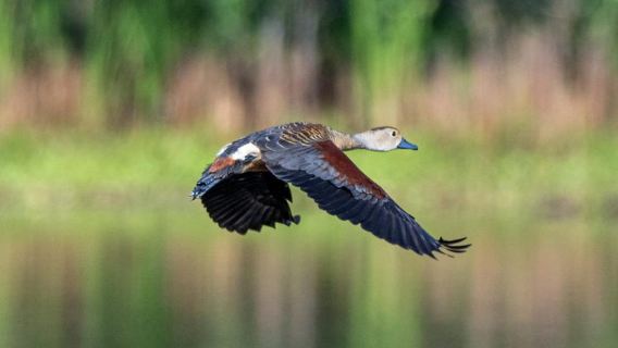 Khu bảo tồn Kalametiya: Tour ngắm chim bằng thuyền riêng