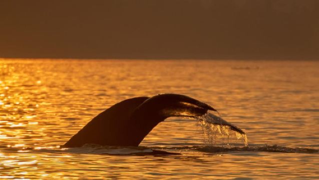 Campbell River : visite panoramique au coucher du soleil en bateau de 2 heures