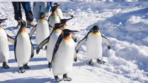 日本北海道旭川動物園｜白鬚瀑布｜拉麵村｜札幌往返｜中文專車