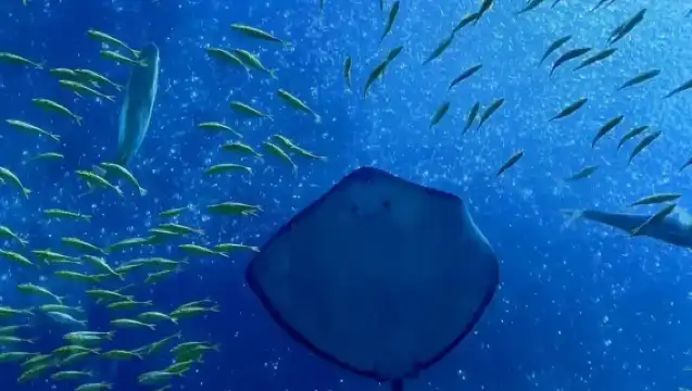 跨年夜場票熱賣中】珠海長隆海洋王國一日遊丨含煙花秀+可選快通