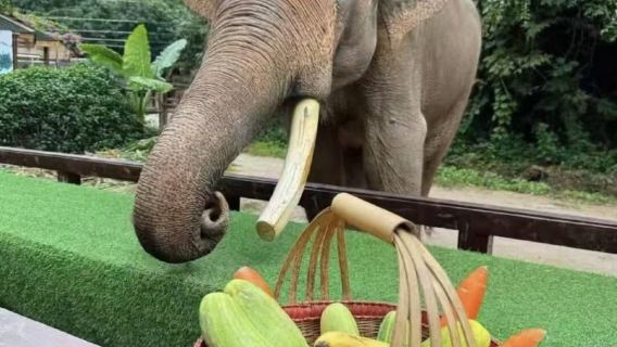 Xishuangbanna: tour di un giorno alla Valle degli Elefanti Selvatici + Foresta Naturale