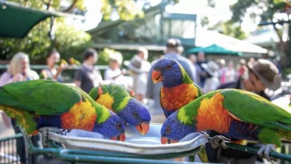 黃金海岸可倫賓動物園+危險角一日遊【中文司導+市區範圍接駁】