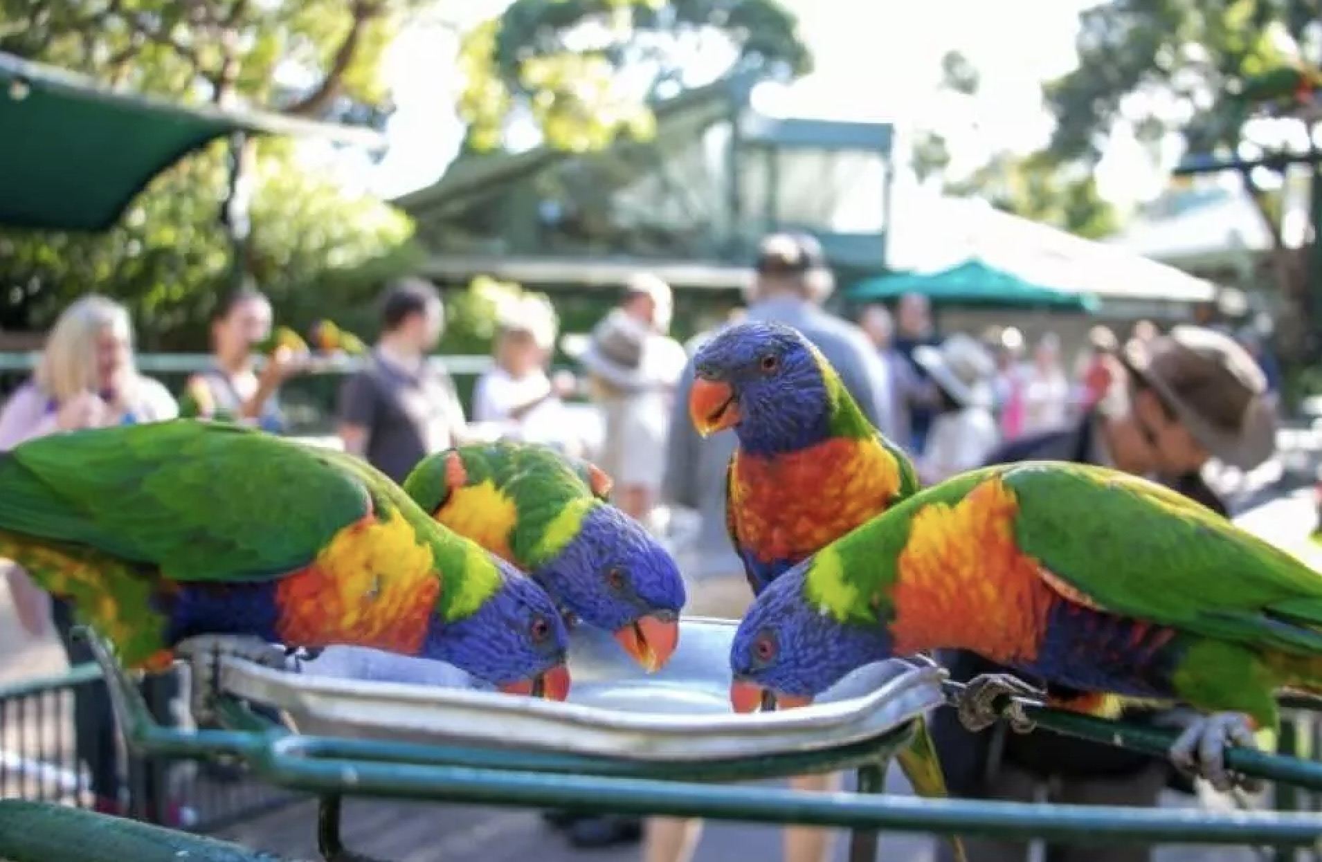 黃金海岸可倫賓動物園+危險角一日遊【中文司導+市區範圍接送】
