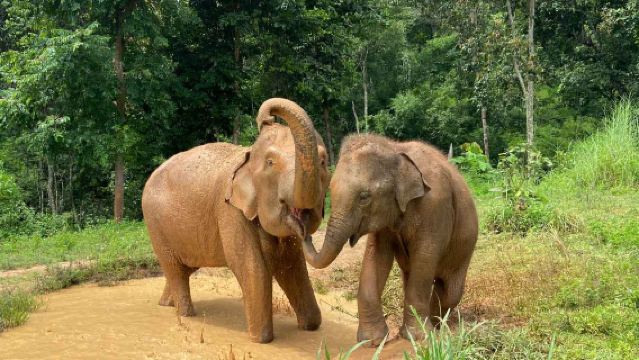 Chiang Mai Karen Elephant Serenity – Walk with Elephants & Bamboo Rafting Day Tour