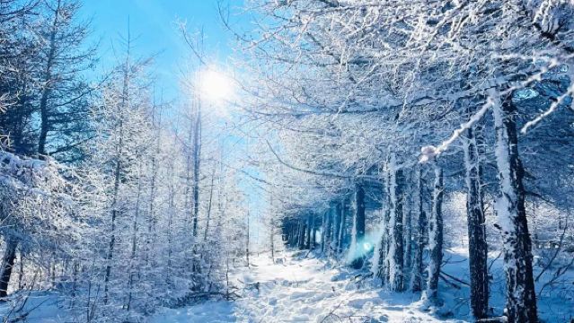 Zhangjiakou shared transfer Birch Ridge 1-day snow hiking tour + city pickup service + driver guide