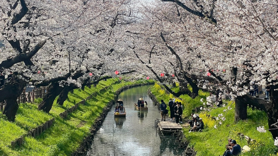 ออกเดินทางจากโตเกียว: ทัวร์ 1 วัน ศาลเจ้าฮิคาวะ สะพานฮิคาวะ สวนฟูจิซัง และวัดไดเซจิ