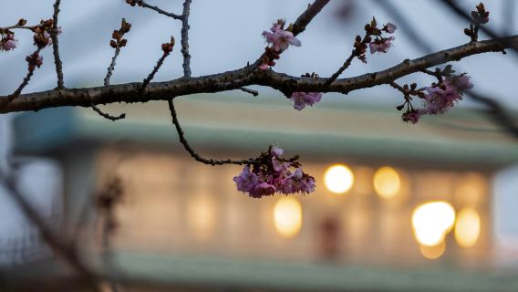 Explore Wuhan University Cherry Blossom Garden with a photographer for travel-shoot
