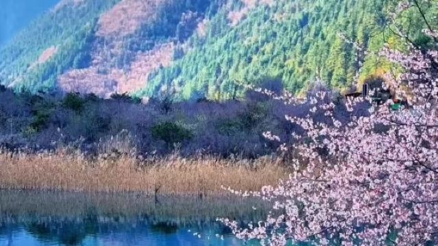 九寨溝風景區-黃龍景區-黃龍九寨高鐵站 (單程) 大巴接駁車