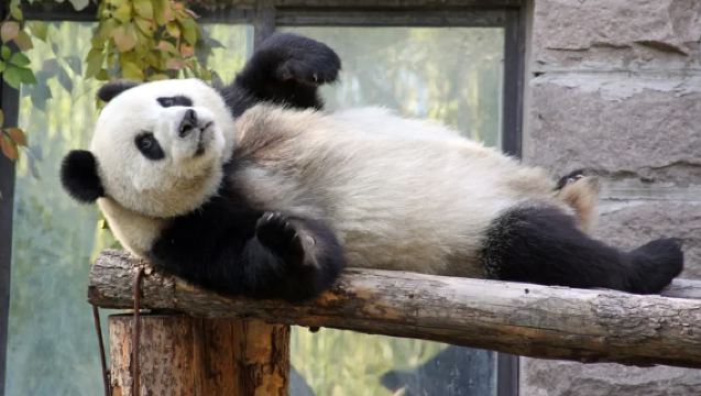 Panda Base + Sanxingdui 1-Day Tour ◆ Small Group of Up to 8 People ◆ Expert Commentary ◆ Admission Tickets Included ◆