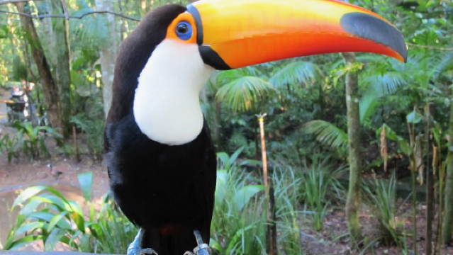 Excursion d'une journée au parc national de l'Iguaçu, aux chutes d'Iguaçu, au barrage d'Itaipu et au parc aux oiseaux d'Iguaçu