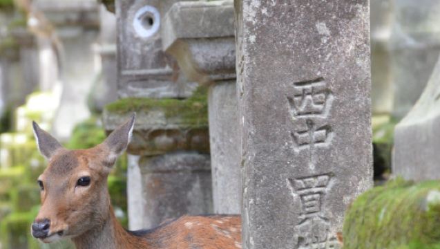 大阪奈良公園+東大寺+春日大社+梅田藍天大廈