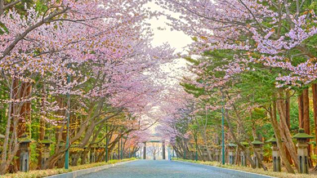 1-day tour to Hokkaido Jingu for cherry blossom viewing + Cape Kamui in Shakotan + Otaru + Shiroi Koibito Park