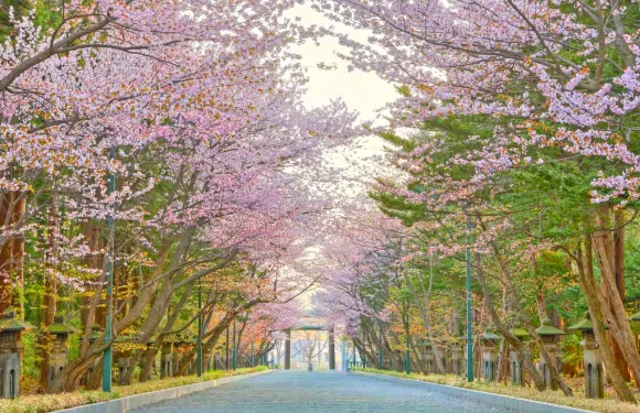 日本北海道神宮賞櫻花+積丹神威岬+小樽+白色戀人公園一日遊