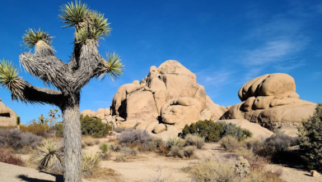 美國洛杉磯來回-約書亞樹國家公園-棕櫚泉【中文包車自由行】