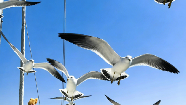 Dalian 1-day tour around the sea|Bangchui Island + sailing boat experience to feed seagulls  No strangers sharing