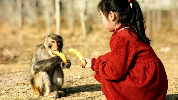 Lawatan Sehari Keluarga Warisan Budaya Tengchong (Mandi Air Panas Liar Batu Tembok + Kertas Tangan Xinzhuang + Memberi Makan Monyet di Sungai Black Fish)
