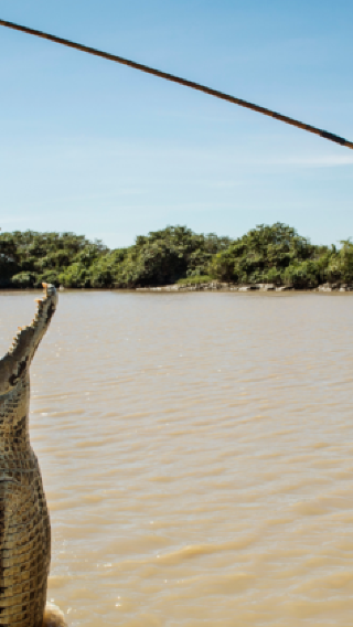 Northern territory Darwin Adelaide river crocodile cruise half-day tour (English-speaking group | multiple pickup points)