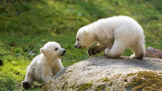 Munich berlepas - Zoo - Dunia BMW - Muzium Deutsche Bahasa Cina lawatan sewa peribadi keluarga