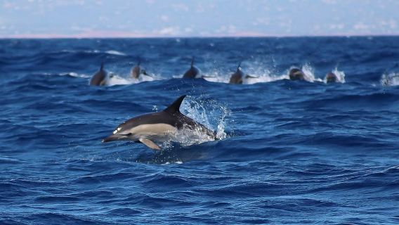 Lagos: Dolphin Watching Tour + Marine Biologist Guide