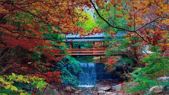 Lawatan Sehari Menikmati Daun Maple Musim Luruh di Benxi | Bermula dari Shenyang · Kumpulan Kecil Eksklusif · Jemputan di Tempat · Tiada Pembelian