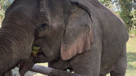 Luang Prabang Elefantenfütterung und Pfleger-Erlebnis mit Wasserfallbesuch