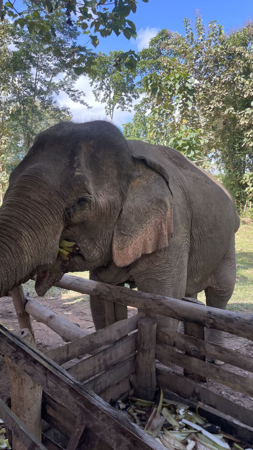 Luang prabang Elephant feeding and kepeer experience with waterfall visit