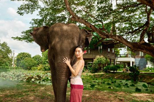 泰國曼谷大象營半日遊