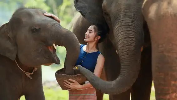 ทัวร์วันเดียว/ทัวร์หลายวัน สู่ปางช้างไนดี จังหวัดภูเก็ต ประเทศไทย