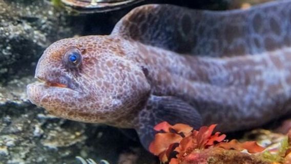 San Francisco: VIP Experience at Aquarium of the Bay