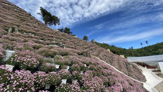 Cameron Highlands Full Day Sightseeing Tour from Ipoh | Malaysia