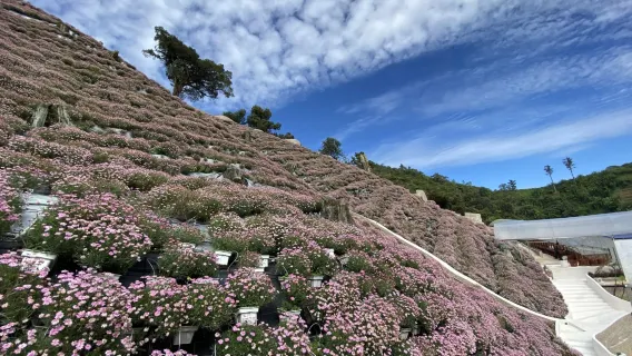 Passeio Turístico de Dia Inteiro em Cameron Highlands saindo de Ipo | Malásia