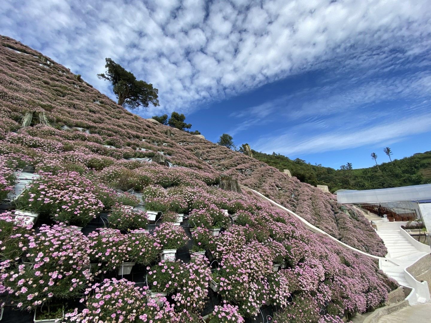 Cameron Highlands Full Day Sightseeing Tour from Ipoh | Malaysia