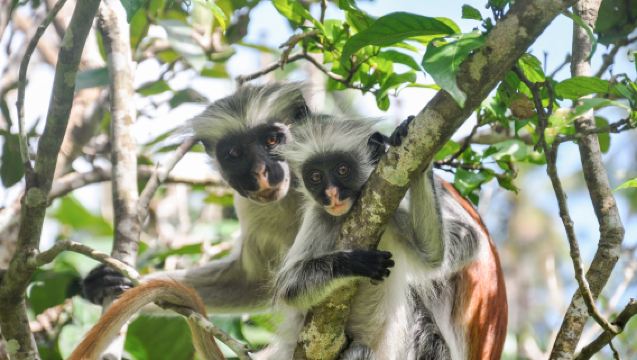 Zanzibar: 1 Day Nakupenda,Prison Island,Jozani Guided Tour
