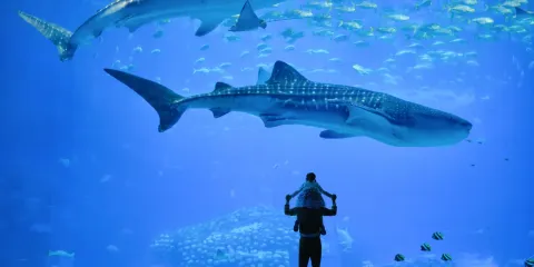 【獨立包團+天天發團+含入場門票】珠海長隆海洋王國+煙火匯演1日遊