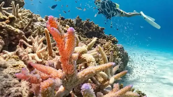 日本沖繩慶良間半日遊｜那霸市區接駁｜浮潛（贈魚餌）海上拖曳傘