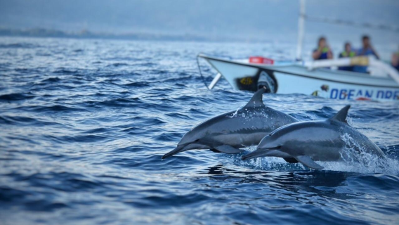 Tur Sehari Berburu Lumba-lumba dan Menyaksikan Matahari Terbit di Lovina Bali|Mobil VIP|pantai|Ubud|pasar