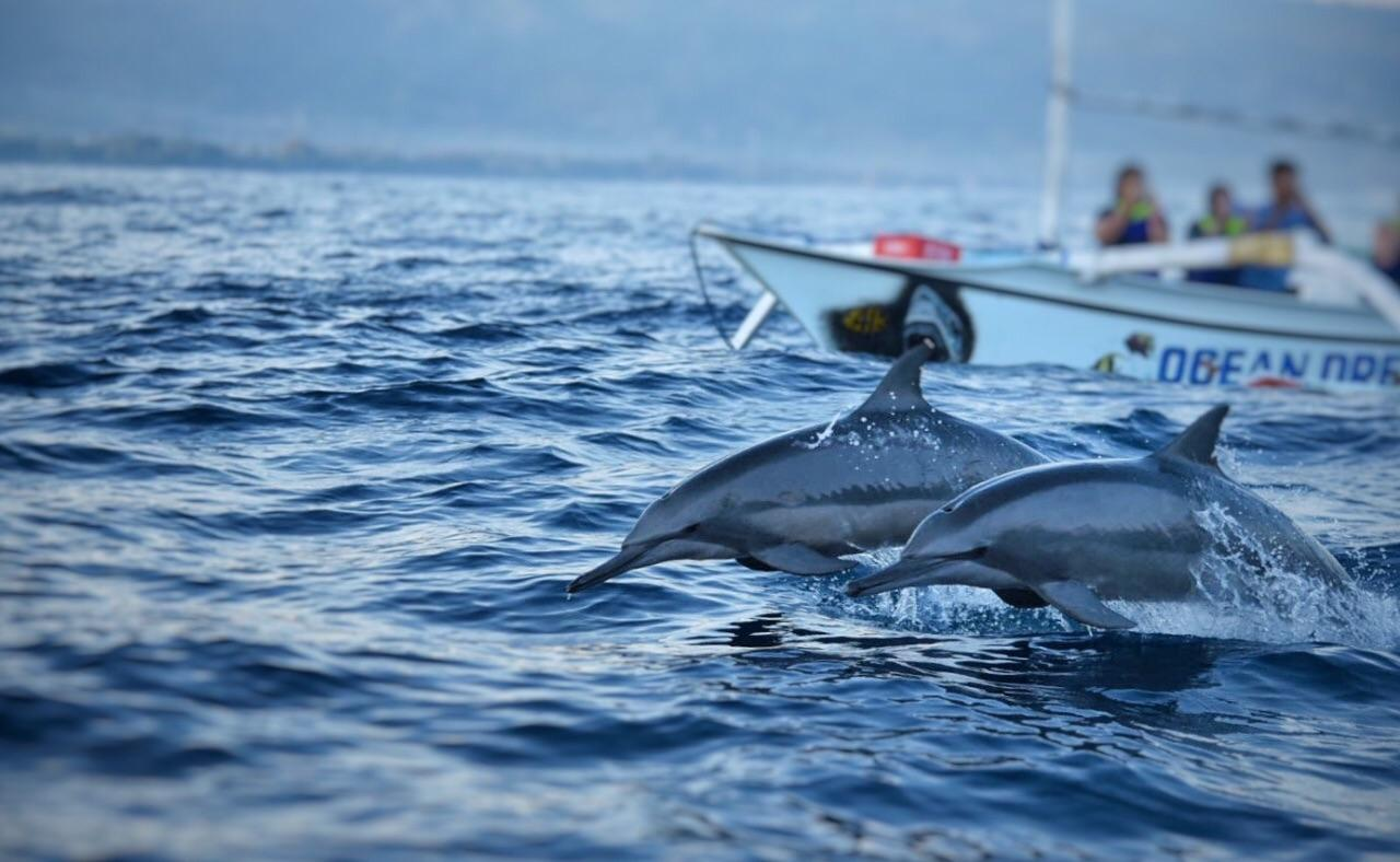 Bali Lovina Dolphin Watching and Sunrise 1-day Tour|VIP Private Car|Beach|Ubud|Market