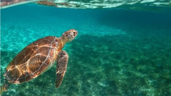 フィジー マロロ島 ワンデーツアー【カヤック及びカヌー 海上サーフィン シュノーケリング フィッシング アイランドスパ】