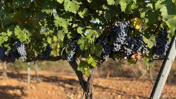 Palma de Mallorca: Son Juliana Wine Experience and Tasting