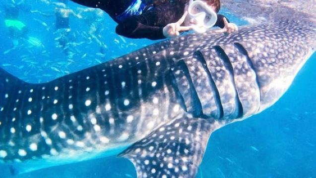 Bohol: Whale Shark Snorkeling Experience