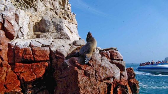 Lima: Paracas, Ballestas Island & Slave Tunnel Full Day Tour