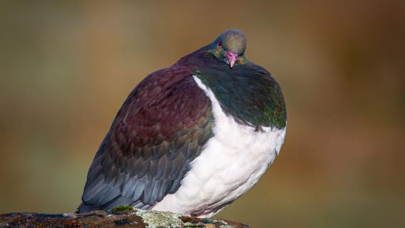 Franz Josef: Half-Day Guided Tour to Okarito
